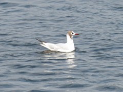 Chroicocephalus ridibundus