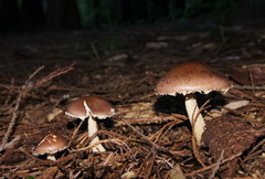 Stropharia formosa