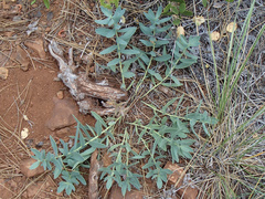 Lithospermum californicum
