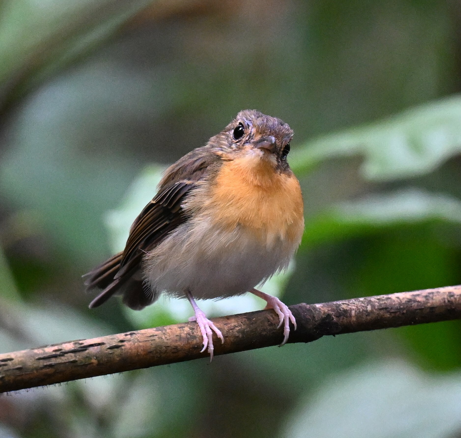 Rufous-chested Flycatcher (Ficedula dumetoria), photo 5