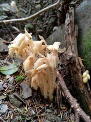 Monotropa