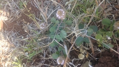 Uraria lagopodioides