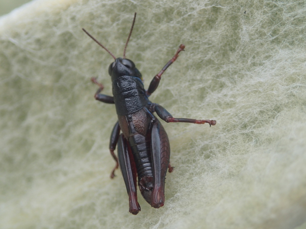 Timotes parvum