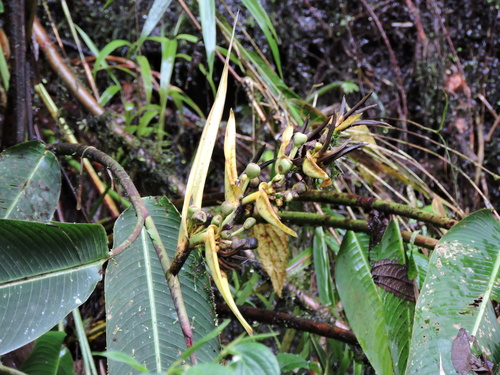 Image of Heliconia clinophila by (c) Fabrício Mil Homens Riella, some rights reserved (CC BY)