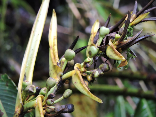 Image of Heliconia clinophila by (c) Fabrício Mil Homens Riella, some rights reserved (CC BY)