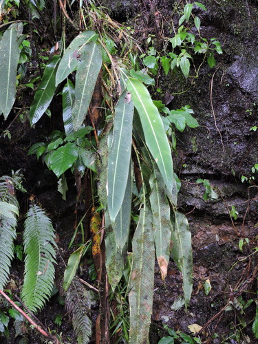 Image of Heliconia clinophila by (c) Fabrício Mil Homens Riella, some rights reserved (CC BY)