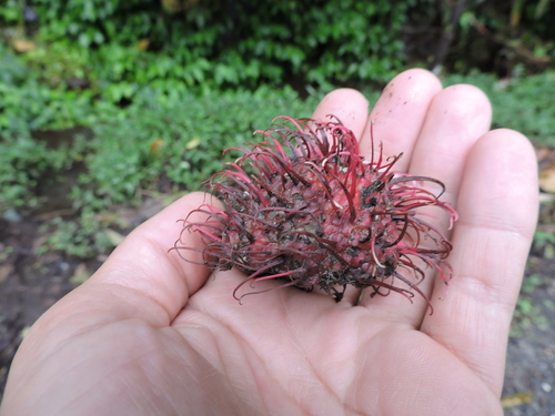 Nephelium lappaceum - Whole tree