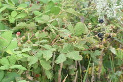 Rubus