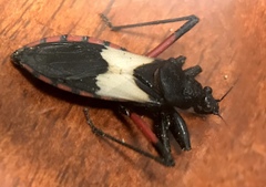 Microtomus purcis