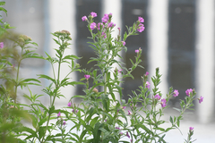 Epilobium hirsutum