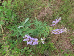 Lupinus rivularis
