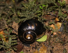 Victaphanta compacta