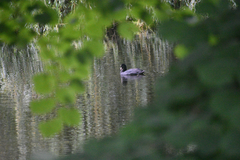 Fulica atra