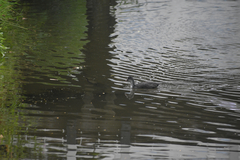 Fulica atra