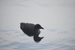 Fulica atra