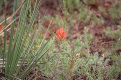 Castilleja integra