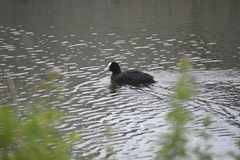 Fulica atra