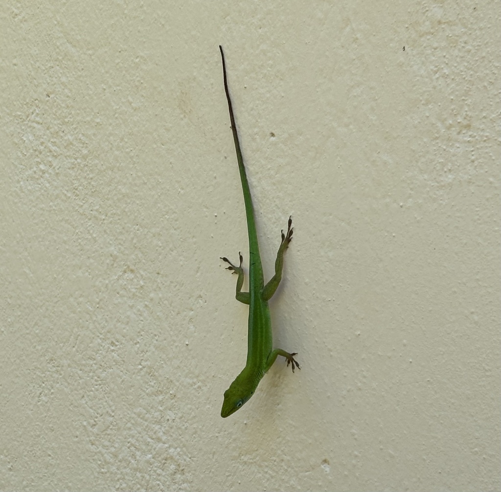 Hispaniolan Green Anole