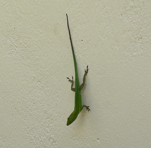 Hispaniolan Green Anole