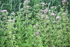 Eupatorium cannabinum