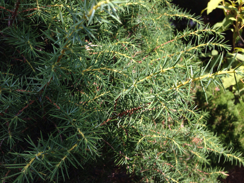 temple juniper