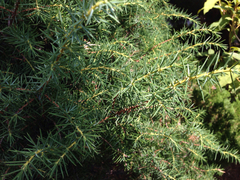 Juniperus rigida