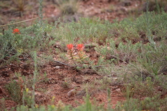 Castilleja integra
