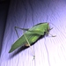 Modest Katydid - Photo (c) Royal Tyler, some rights reserved (CC BY-NC-SA), uploaded by Royal Tyler
