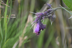Symphytum officinale