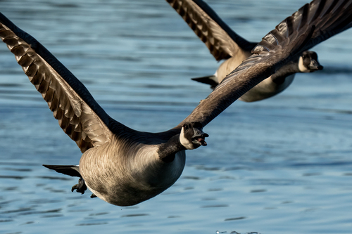 iNaturalist observation photo of Canada Goose