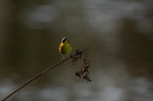 iNaturalist observation photo of Common Yellowthroat