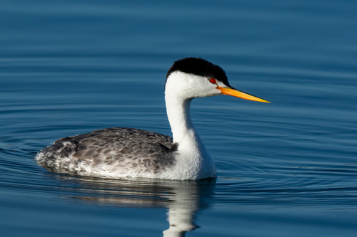 iNaturalist observation photo of Clark's Grebe