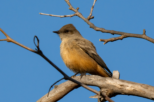 iNaturalist observation photo of Say's Phoebe
