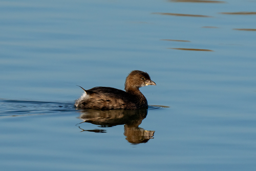 iNaturalist observation photo of Pied-billed Grebe