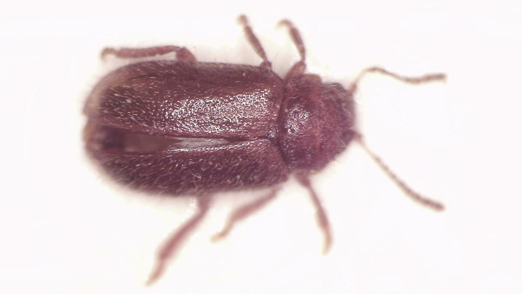 Dasyscyphon