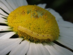 Chlorochlamys chloroleucaria