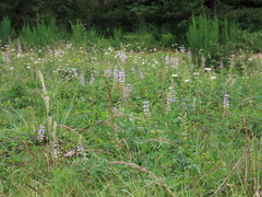 Lupinus rivularis
