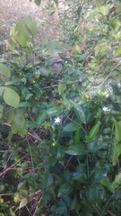 Tabernaemontana divaricata