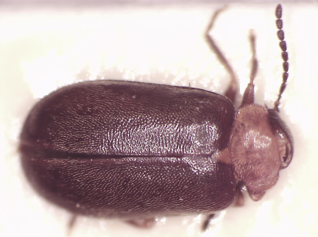 Anthocara