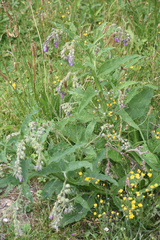 Symphytum officinale