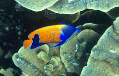 Pomacanthus navarchus