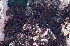 Trematocarpus dichotomus