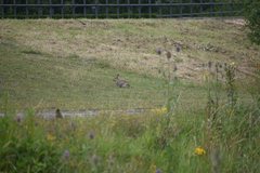 Oryctolagus cuniculus