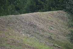 Oryctolagus cuniculus
