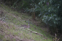 Oryctolagus cuniculus