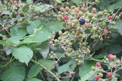 Rubus