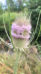 Dipsacus fullonum