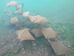 Rhinoptera steindachneri