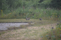 Oryctolagus cuniculus