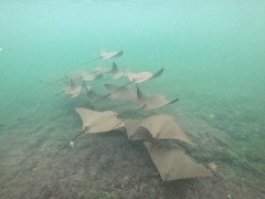 Rhinoptera steindachneri